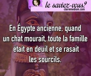 Le saviez-vous ? les chats et l’Egypte