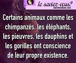 Le saviez-vous ?  les animaux et leurs consciences