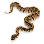 Conseils : Vaincre sa phobie des serpents