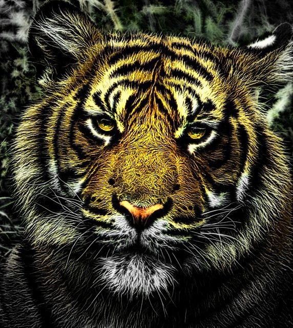 Interprétation du rêve de Fathia : Le tigre et l’argent