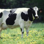 Rêves&nbsp;: rêver de vache