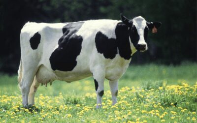 Rêves&nbsp;: rêver de vache