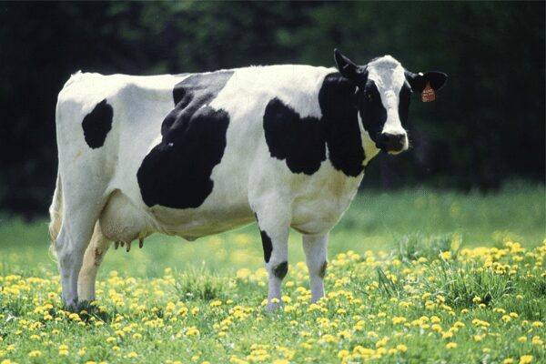 Rêves&nbsp;: rêver de vache