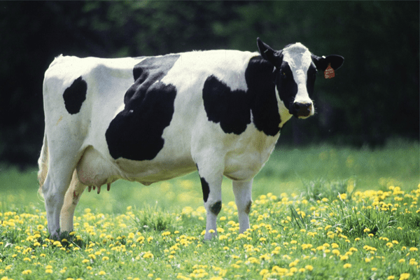 Rêves : rêver de vache