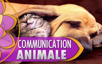 Communication animale