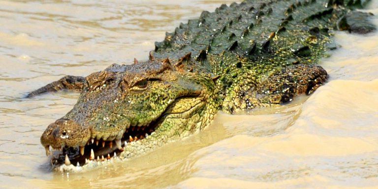 Rêver de crocodile