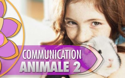 La communication animale 2 : vos questions