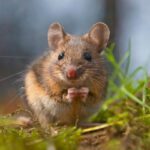 Animal-totem : la souris